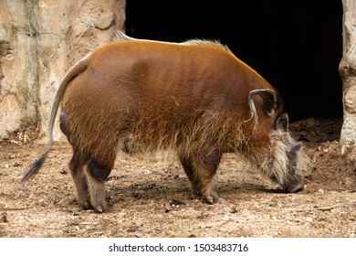 Red River Hogs Omnivores Wild Eat Stock Photo 1503483716 | Shutterstock