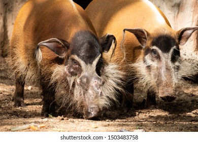 Red River Hogs Omnivores Wild Eat Stock Photo (Edit Now) 1503483752