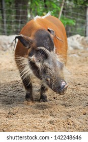 Red River Hogs Will Live Variety Stock Photo 142248646 | Shutterstock