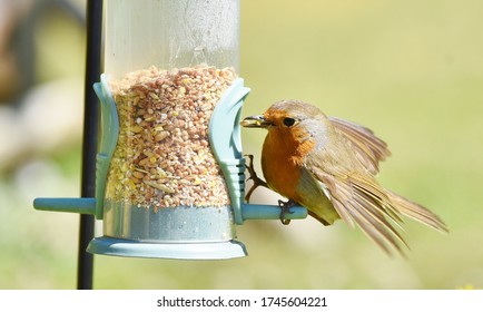 A Red Robin Bird, Eating From A Bird Feeder In A Garden. 