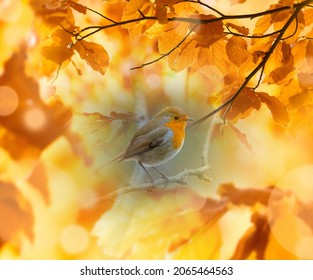 Red Robin (Erithacus Rubecula) Bird Close Up In A Forest