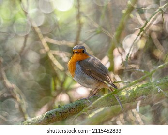 Red Robin (Erithacus Rubecula) Bird Close Up In A Forest