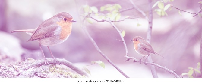 Red Robin (Erithacus Rubecula) Bird Close Up In A Forest