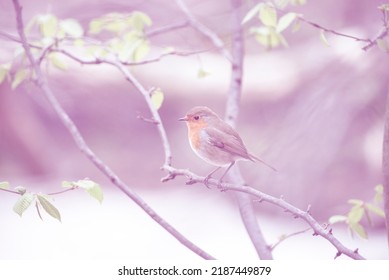 Red Robin (Erithacus Rubecula) Bird Close Up In A Forest