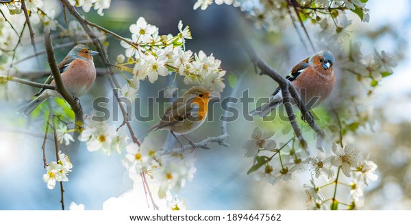 Red Robin (Erithacus rubecula) and Chaffinch (Fringilla coelebs)birds close up in a forest