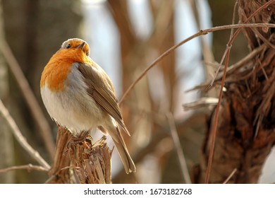 Red Robin (Erithacus rubecula), small posing bird. 