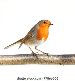 red robin images stock