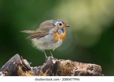 Red Robin Suffering With Bird Mites