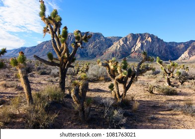 Red Rock Canyon National Conservation Area