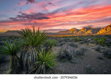 Red Rock Canyon National Conservation Area In Clark County, Nevada,muntains,dramic Sky,muntains,cactus,orange,dramatic,sunset,sunrise,plats,scenic