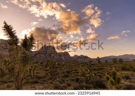 Red Rock Canyon sunset with clouds and Joshua Trees. National park outside Las Vegas, Nevada.