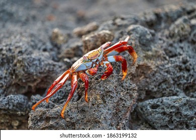 red rock crab , Grapsus grapsus, also known as Sally Lightfoot crab sitting on the lava rocks of the galapagos islands, Ecuador, South America        