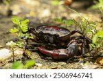 red rock crab on the ground, close-up of a crab