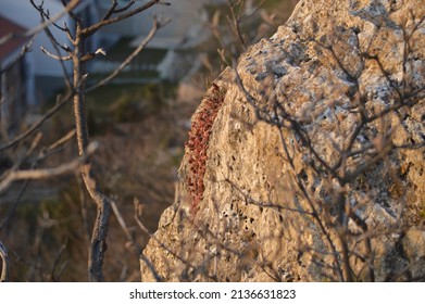 Red Rock Crawling Plant In A Rock