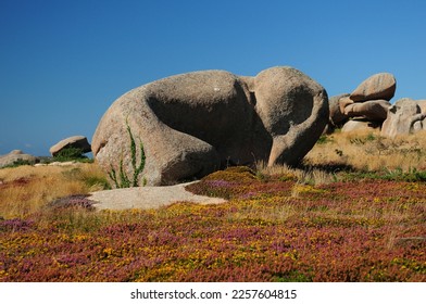 Red Rock Looking Like An Elephant On The Coast In Ploumanach Bretagne France On A Beautiful Sunny Summer Day With A Clear Blue Sky