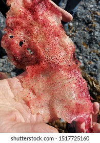 Red Rocks Pariwhero, Wellington Seaweed