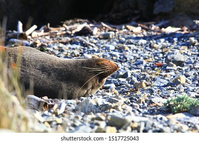 Red Rocks Pariwhero, Wellington Wild Seal