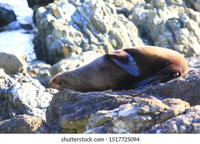 Red Rocks Pariwhero, Wellington Wild Seal