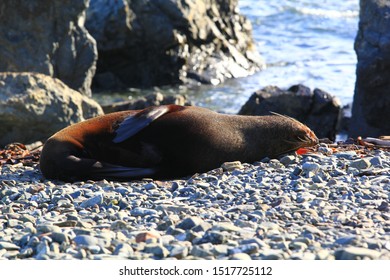 Red Rocks Pariwhero, Wellington Wild Seal