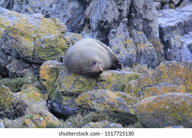 Red Rocks Pariwhero, Wellington Wild Seal