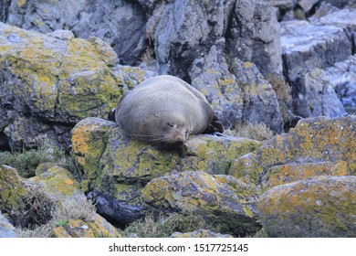 Red Rocks Pariwhero, Wellington Wild Seal