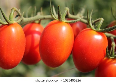 Red Roma Tomato Crop, Close-up.