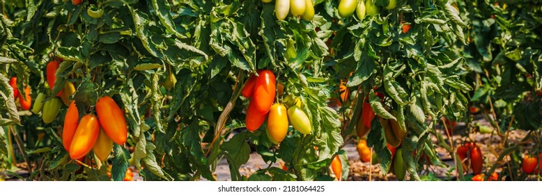 Red Roma Tomatoes Variety With Long Plum-shaped Fruits. Growing Red Cherry Roma Tomato In Garden Row. Delicious Heirloom Tomato Vine. Banner