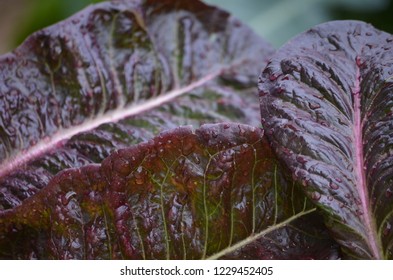 Red Romaine Lettuce Leaves