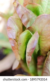 Red Romaine Lettuce Leaves Growing In Garden 