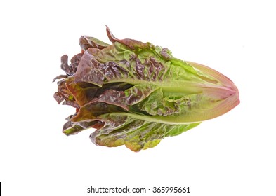 Red Romaine Lettuce On White Background