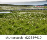 Red Roofed House and White Wildflowers, Isle of Bressay