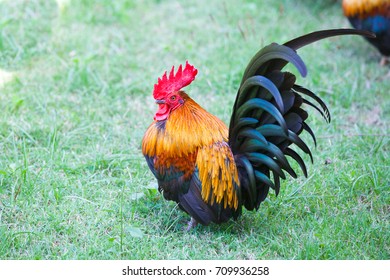 Red rooster