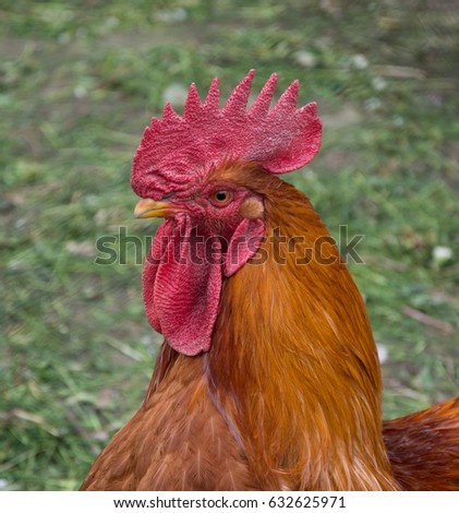 Similar – Image, Stock Photo Beautiful rooster on nature background