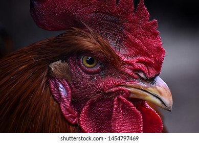 Red rooster and farm rooster portrait