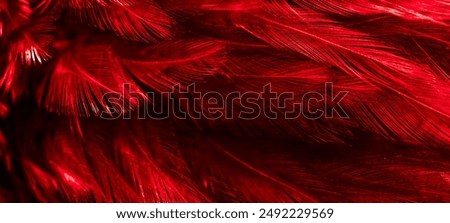 red rooster feathers. background or texture
