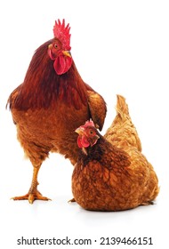 Red rooster and hen isolated on a white background.