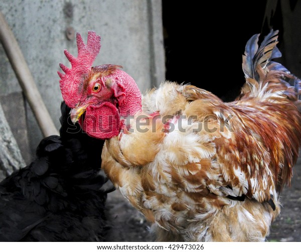 Red Rooster Long Neck Stands On Stock Photo (Edit Now) 429473026
