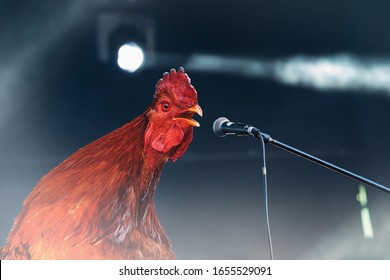 Red Rooster Singing On Stage Microphone