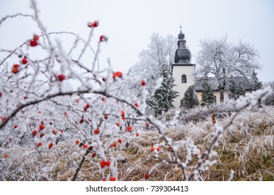 Red rosa canina flowers in winter nature with church in background 