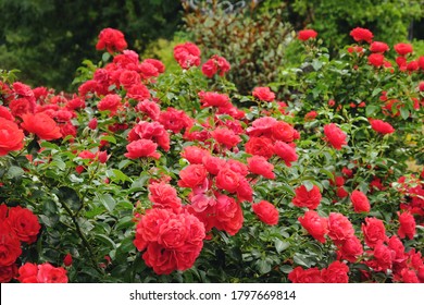 Red Rosa 'flower Carpet Scarlet' In Flower