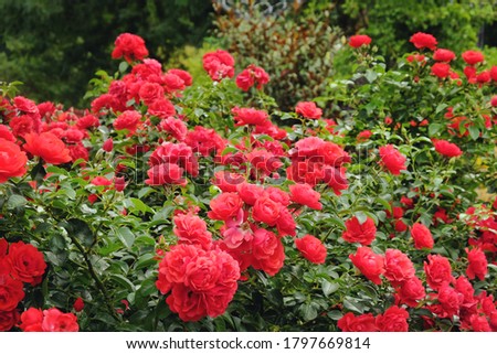 Red rosa 'flower carpet scarlet' in flower