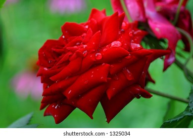 Red rose