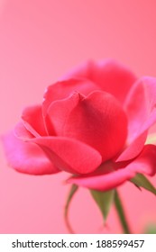 Red rose
