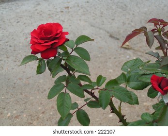 red rose