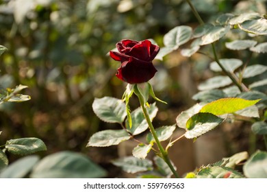 Red rose