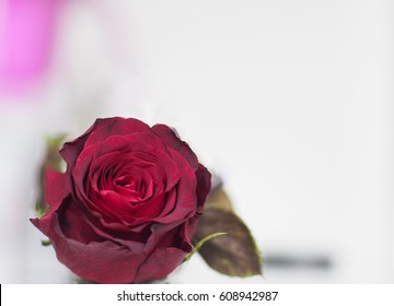 Red Rose