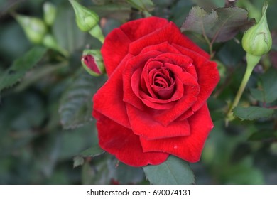 Red Rose 