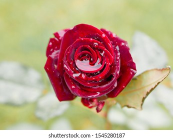 Rose Raining Images Stock Photos Vectors Shutterstock