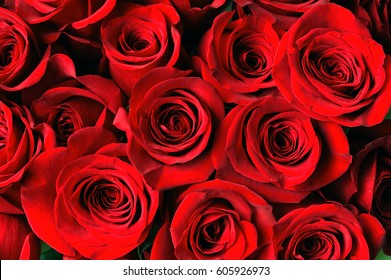 Red Rose Background