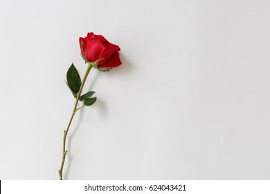 red rose  background